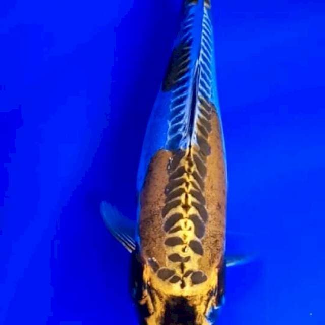 Kikokuryu 29 cm