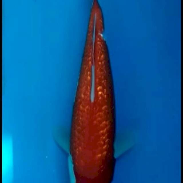Kohaku ginrin 25cm