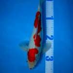 Kohaku original 42cm