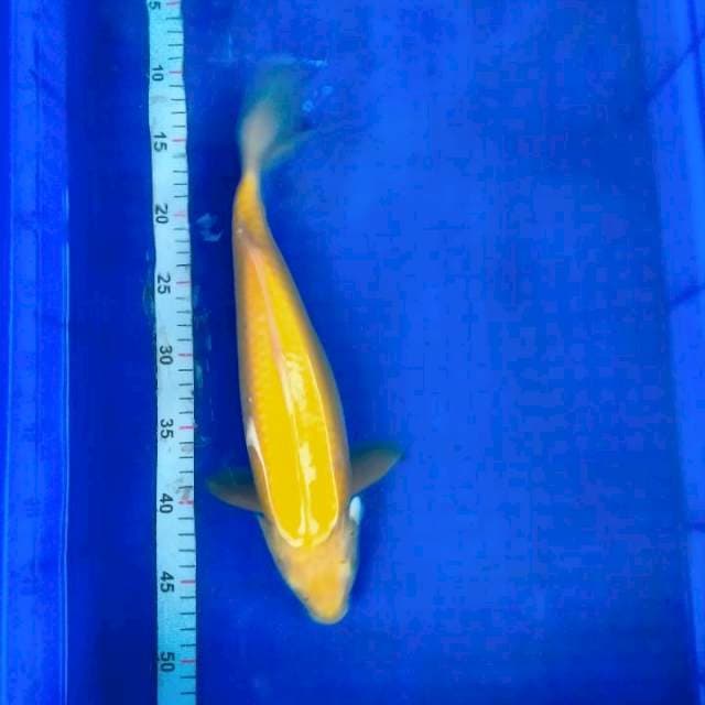 Karasi mata merah