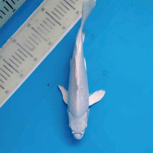 Kumpay Platinum Ginrin ~30