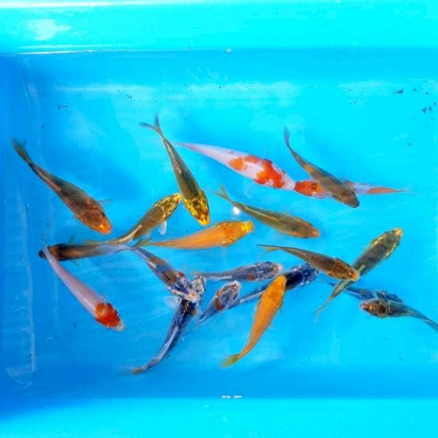 7-11cm , Paket 1 , 20ekor Mix Koi