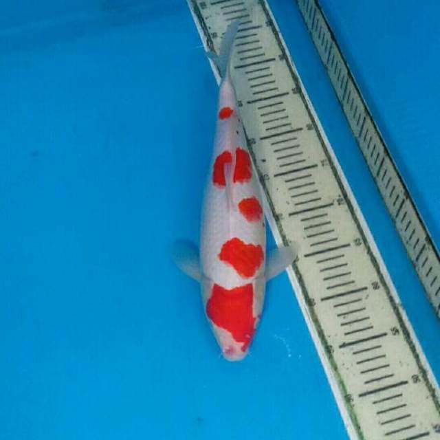 Kohaku Ceplok-ceplok Super Quality