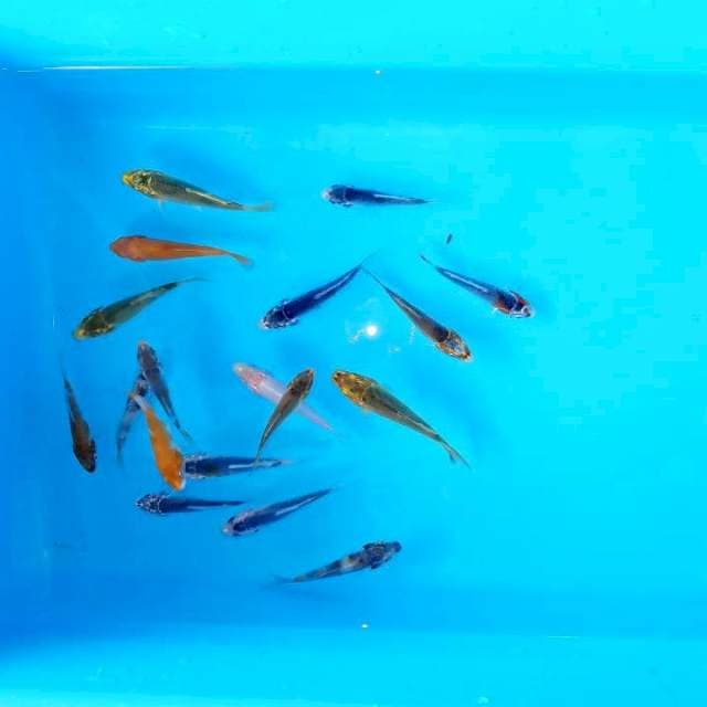 5-7cm , Paket 2 , 18 ekor mix