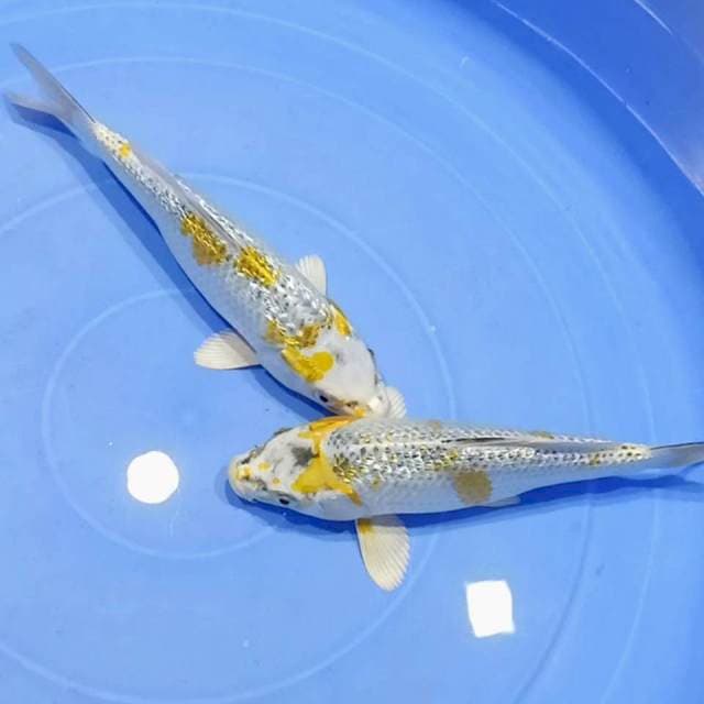 Spesial ginrin kujaku hariwake 22cm