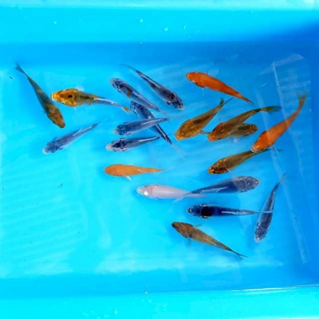 7-8cm , Paket 3 , 20ekor mix
