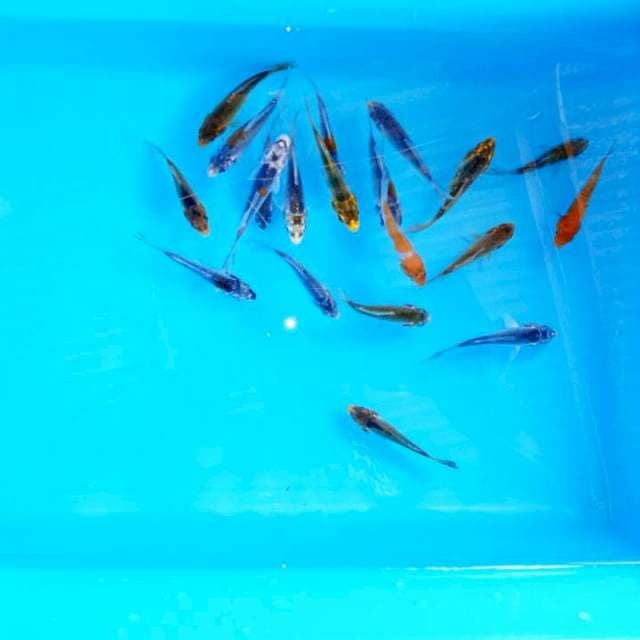 6cm , Paket 4 , 20ekor mix koi