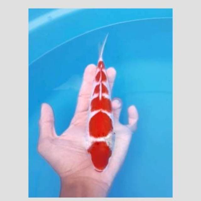Super kohaku merah pekad 6step
