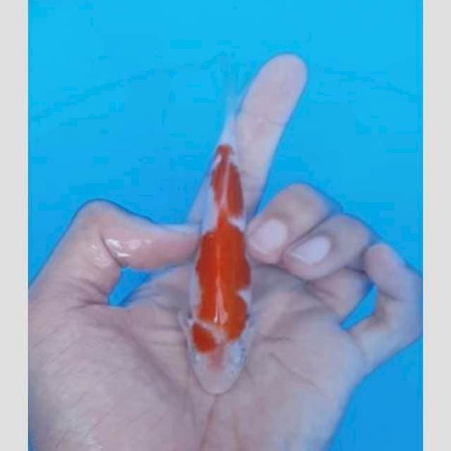Asli kohaku keren lho bulky