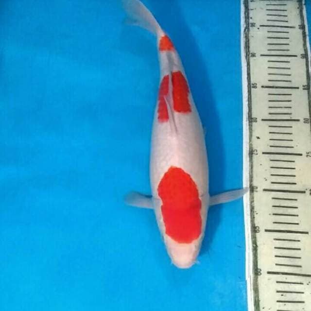 Kohaku Sederhana
