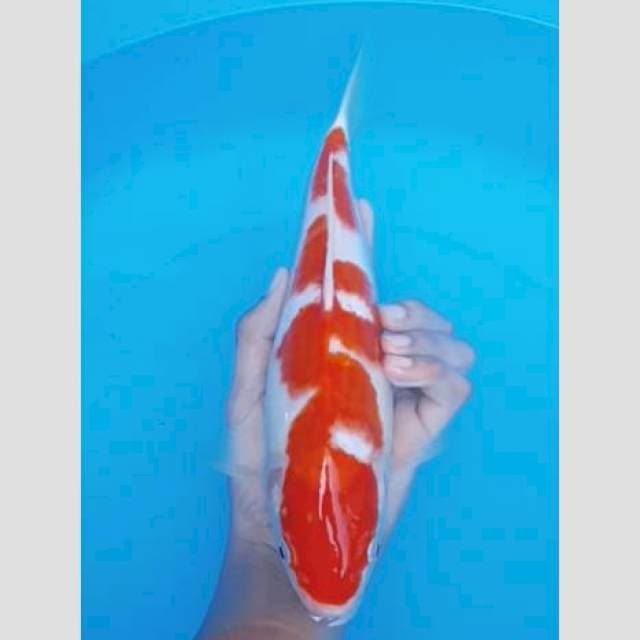 Kohaku bulky inazuma 35bu
