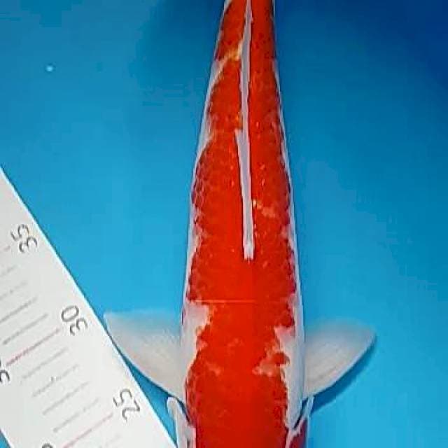 Kohaku