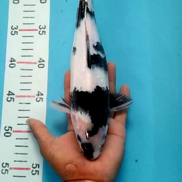 Shiro mulus 30cm