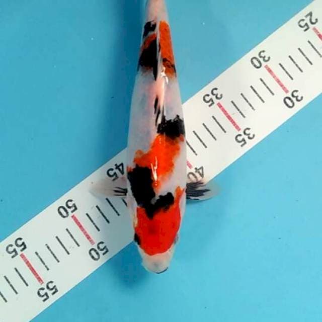 Showa alusss 27cm