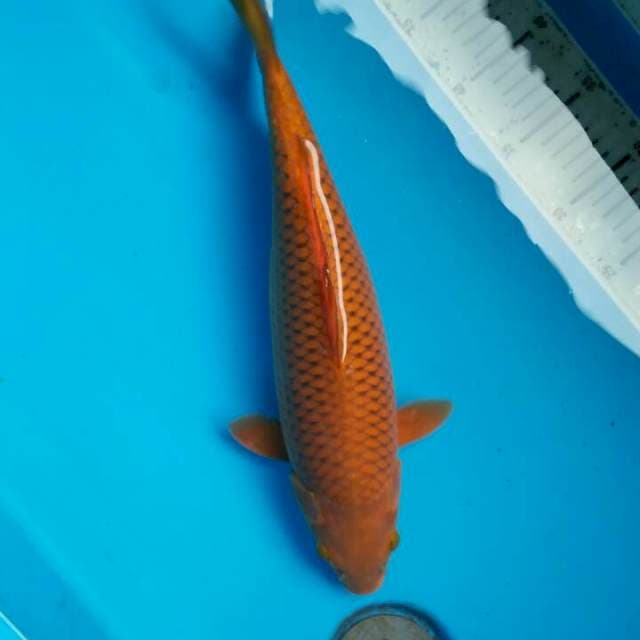 Caghoi tembaga 38cm