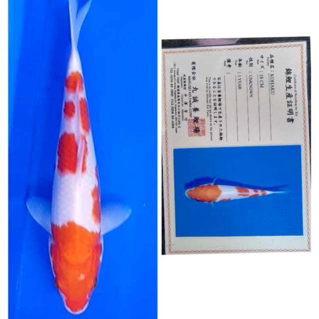 Kohaku Import Serti Marusei