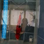 Goshiki red blood