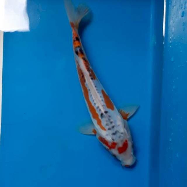 Shusui 22cm