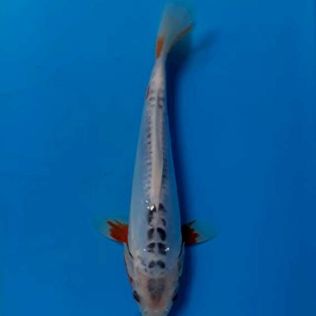 Shusui 19cm