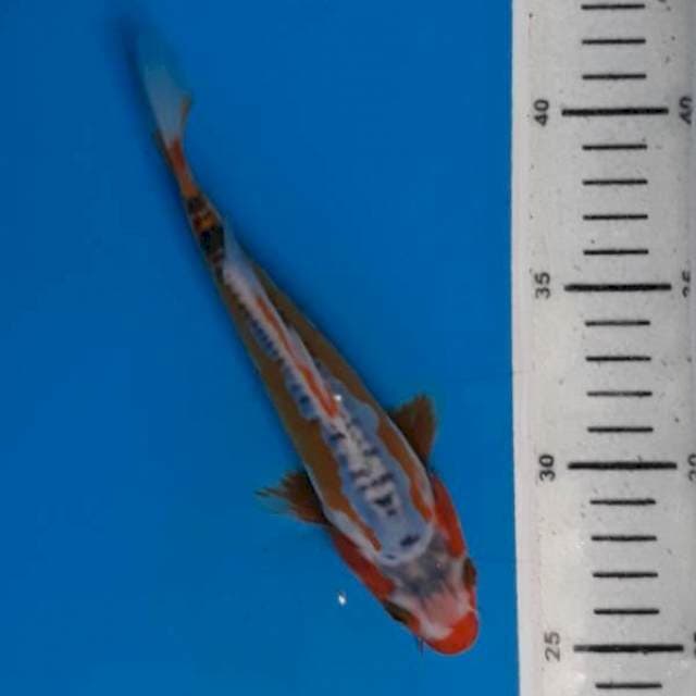 Shusui 18cm
