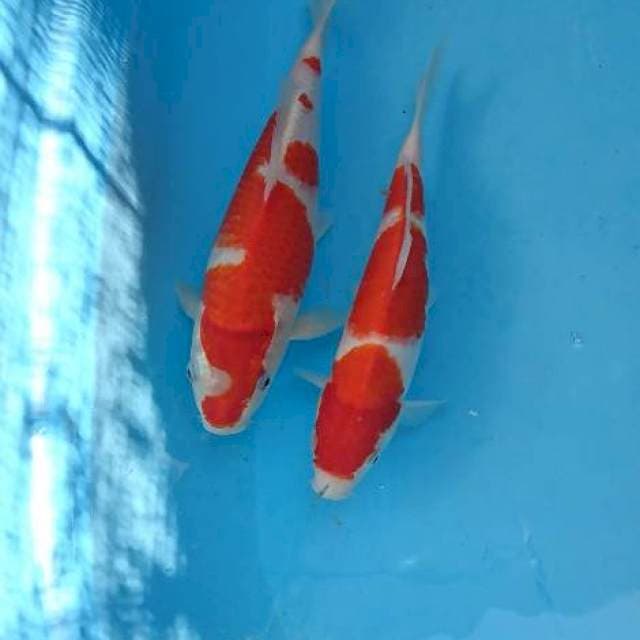 Duo Kohaku 26 & 28cm