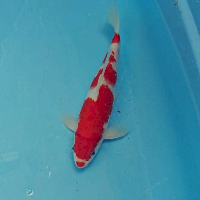 Kohaku 28cm
