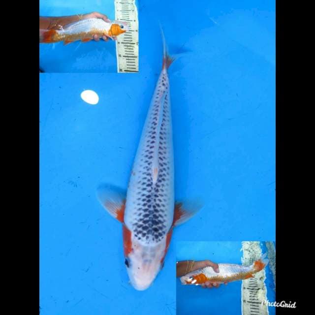30cm Male , Asagi Tategoi