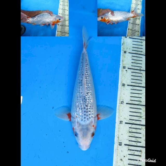 30cm Female , Asagi Full Ginrin