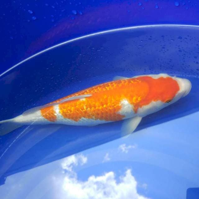 kohaku ginrin sancherry
