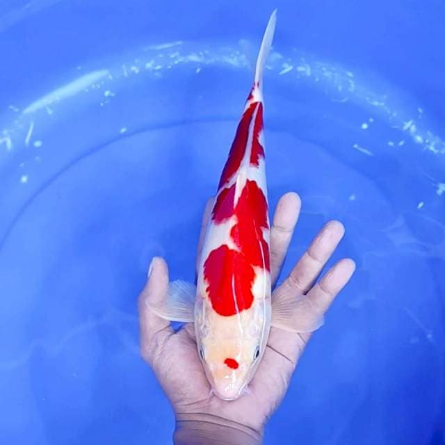 3. Kohaku Merah Strong || 32 cm || Jantan