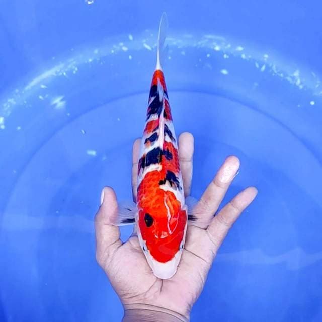 10. Sanke Good Pattern || 27 cm