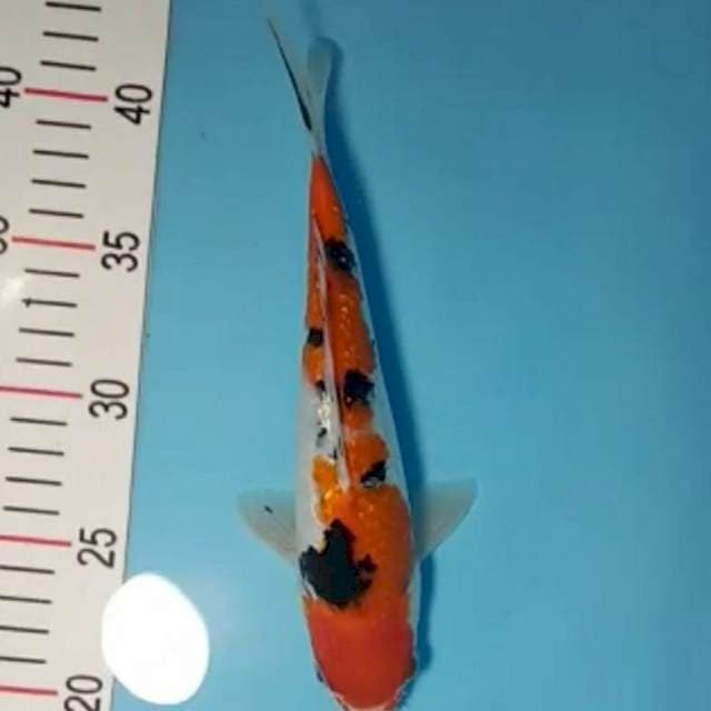 SANKE GINRIN 23CM