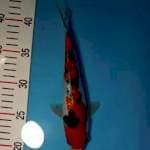 SANKE GINRIN 23CM