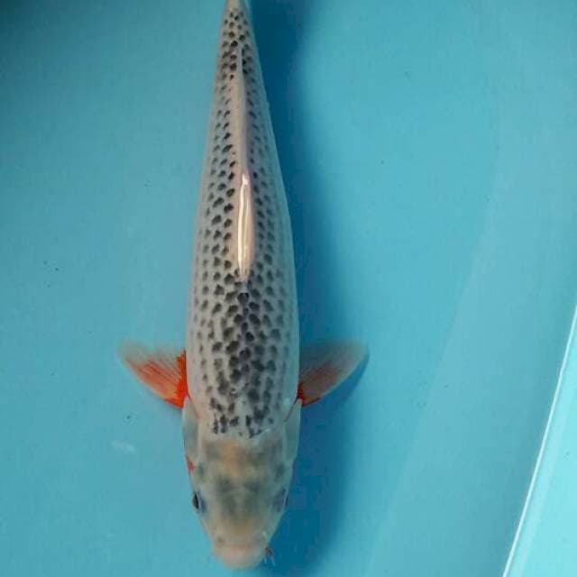 Asagi 32cm