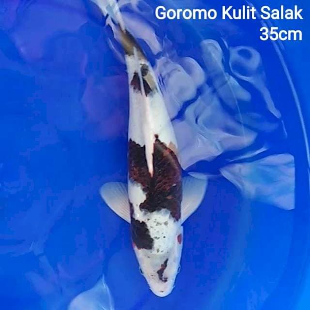A. Goromo Kulit Salaak