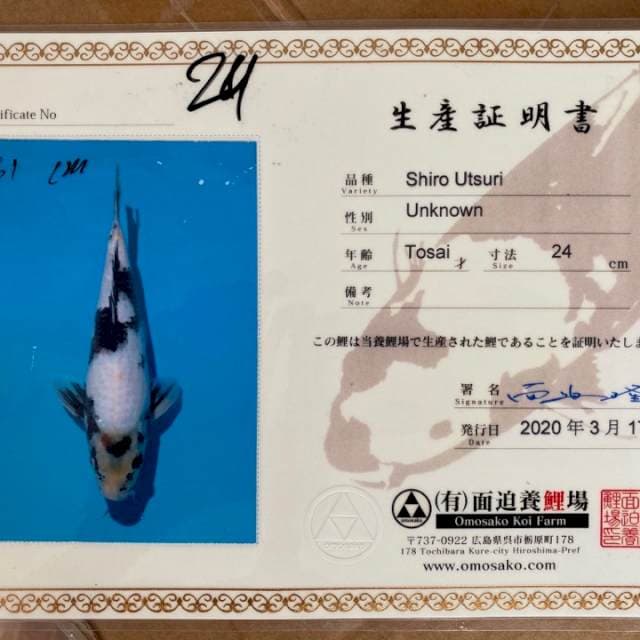 Omosako serti breeder