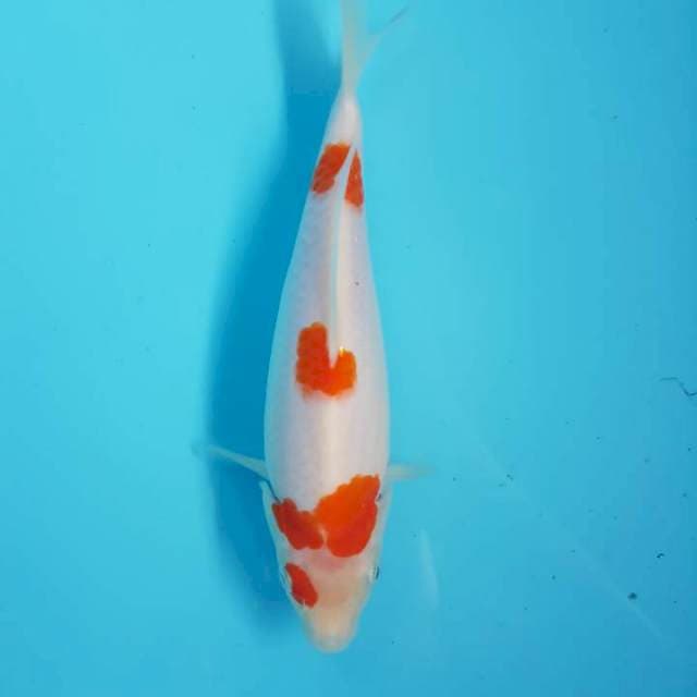Kohaku original 20cm