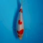 Kohaku original 20cm
