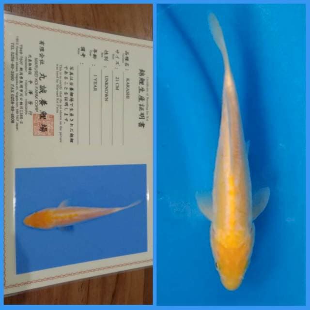 Karashi Doitsu Marusei 🇯🇵