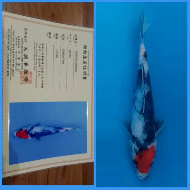 Tancho Showa Marusei π―π΅ 20bu