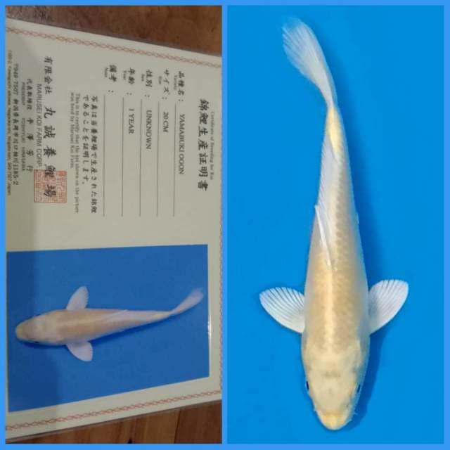 Yamabuki Ogon Marusei 🇯🇵 20cm