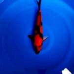 Hi utshuri 35cm male
