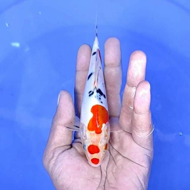 Doitsu Sanke // 16cm