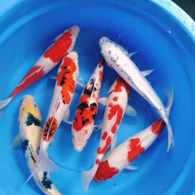 Mix Koi 40cm-47cm