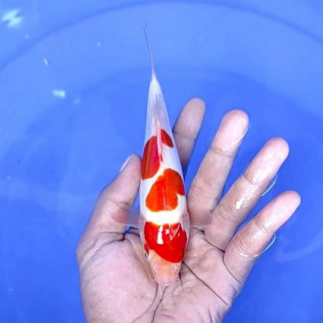 Doitsu Kohaku // 17cm