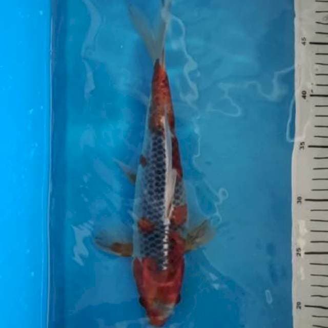 Goshiki 33 cm BU