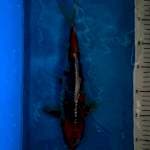 Goshiki 33 cm BU