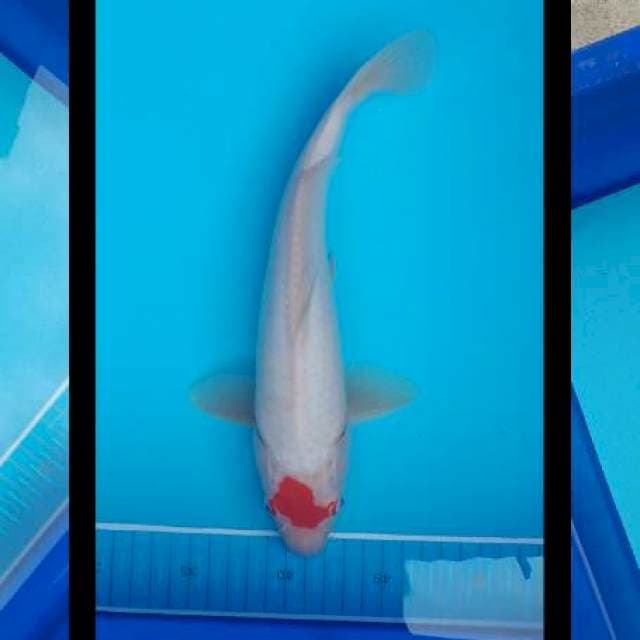 Kohaku