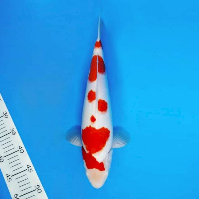 KENZEI 1 ~ KOHAKU ™