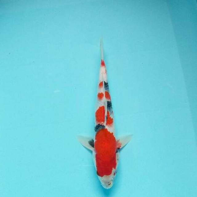 Showa tategoi